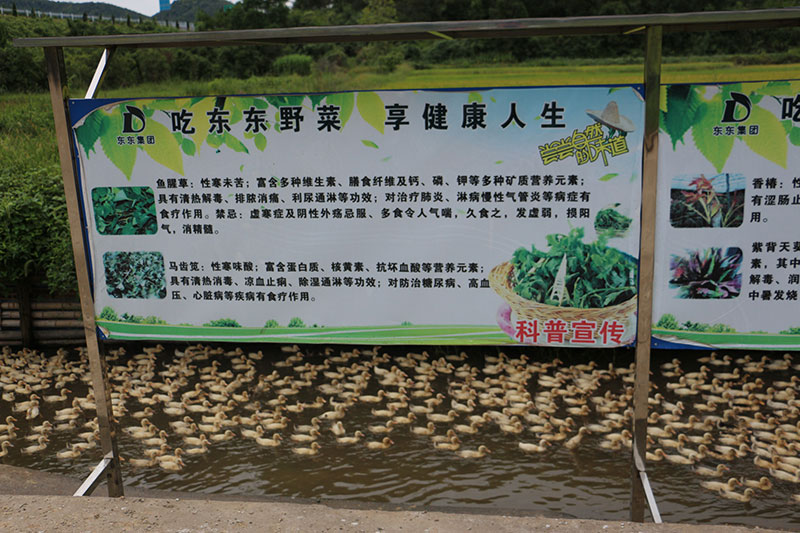 蔬菜基地